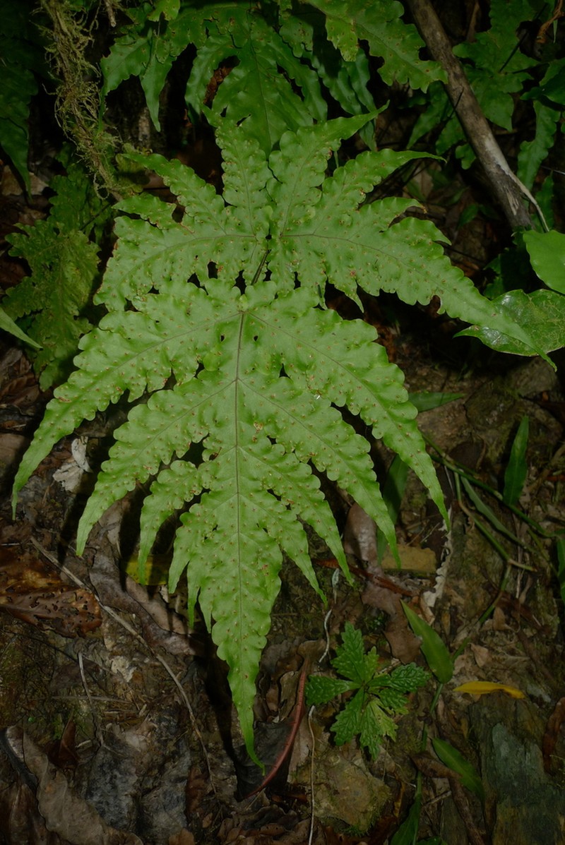 Tectaria seemannii photo 2