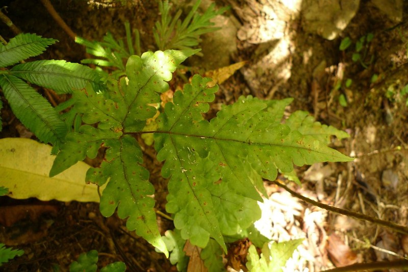 Tectaria seemannii photo 3