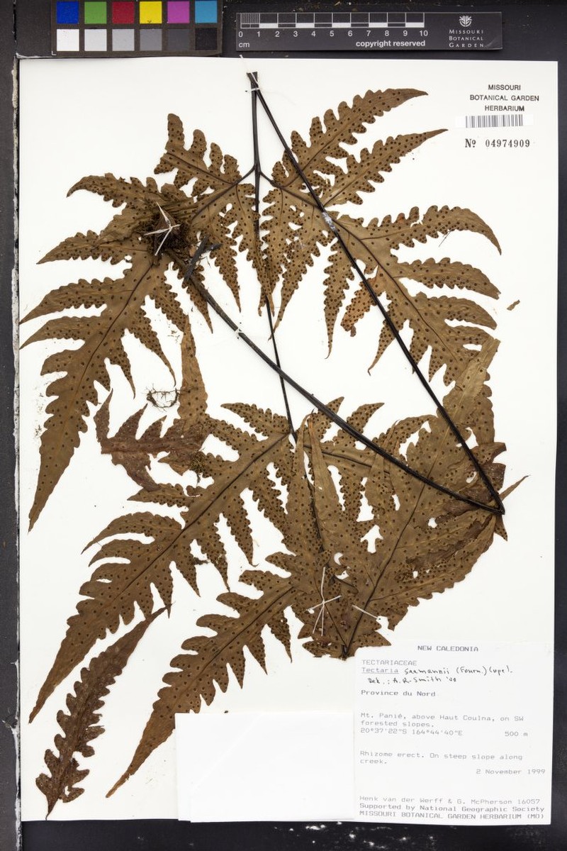 Tectaria seemannii photo 4