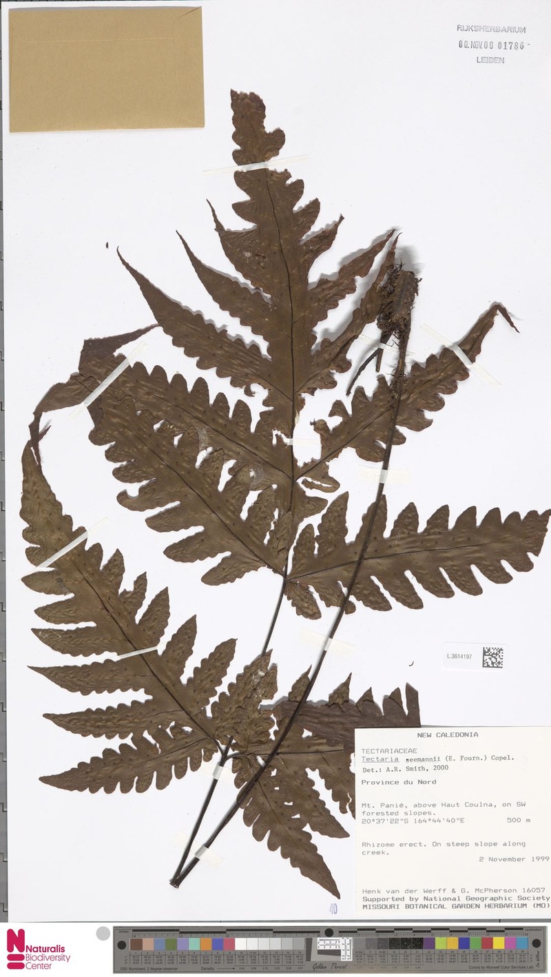 Tectaria seemannii photo 5