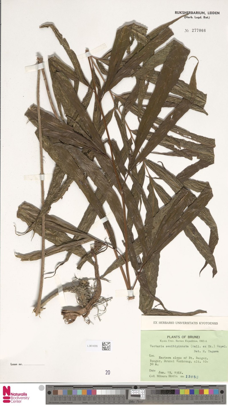 Tectaria semibipinnata