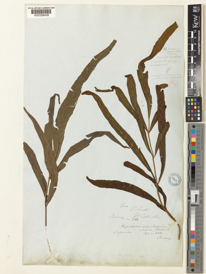 Tectaria semibipinnata photo 2