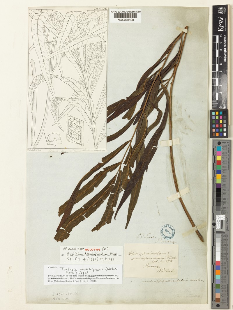 Tectaria semibipinnata photo 3