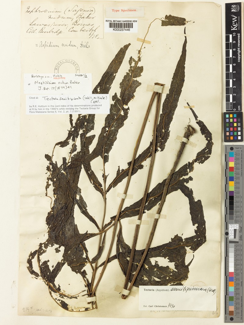 Tectaria semibipinnata photo 4