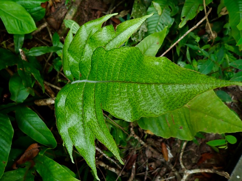 Tectaria semipinnata