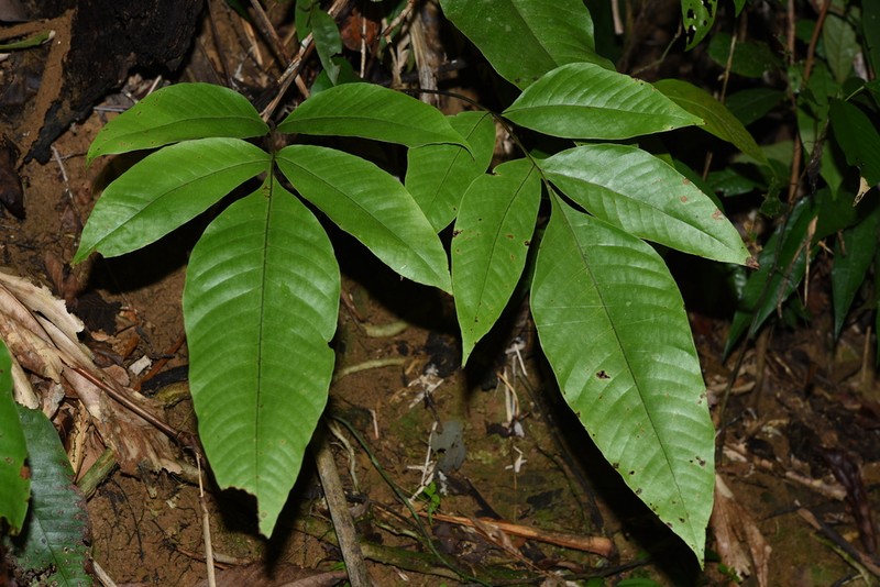 Tectaria semipinnata photo 2