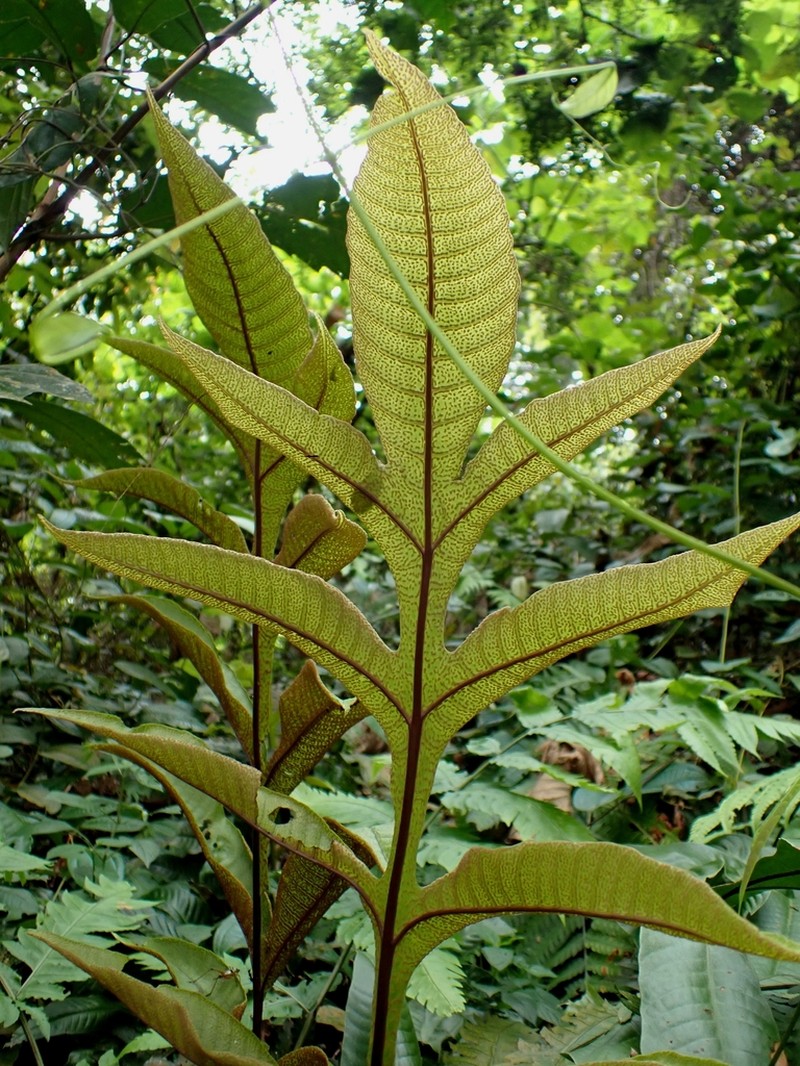 Tectaria semipinnata photo 3