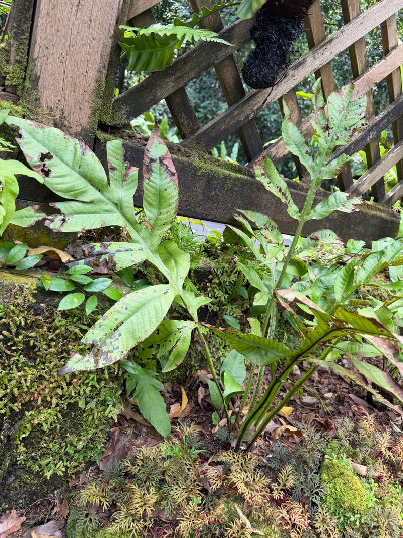 Tectaria semipinnata photo 4