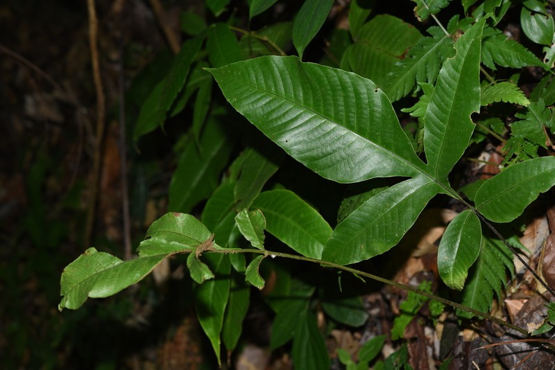 Tectaria semipinnata photo 5