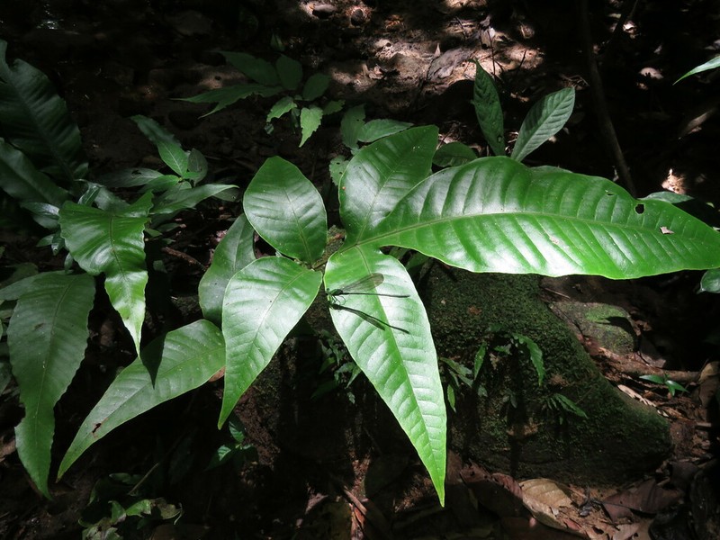 Tectaria semipinnata photo 6