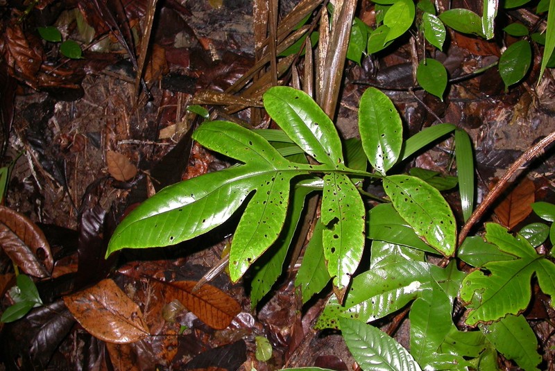 Tectaria semipinnata photo 7