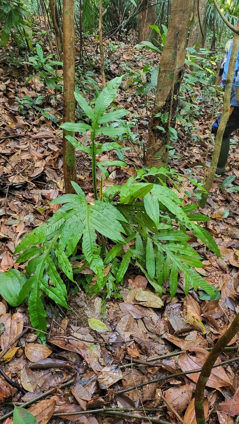Tectaria semipinnata photo 8