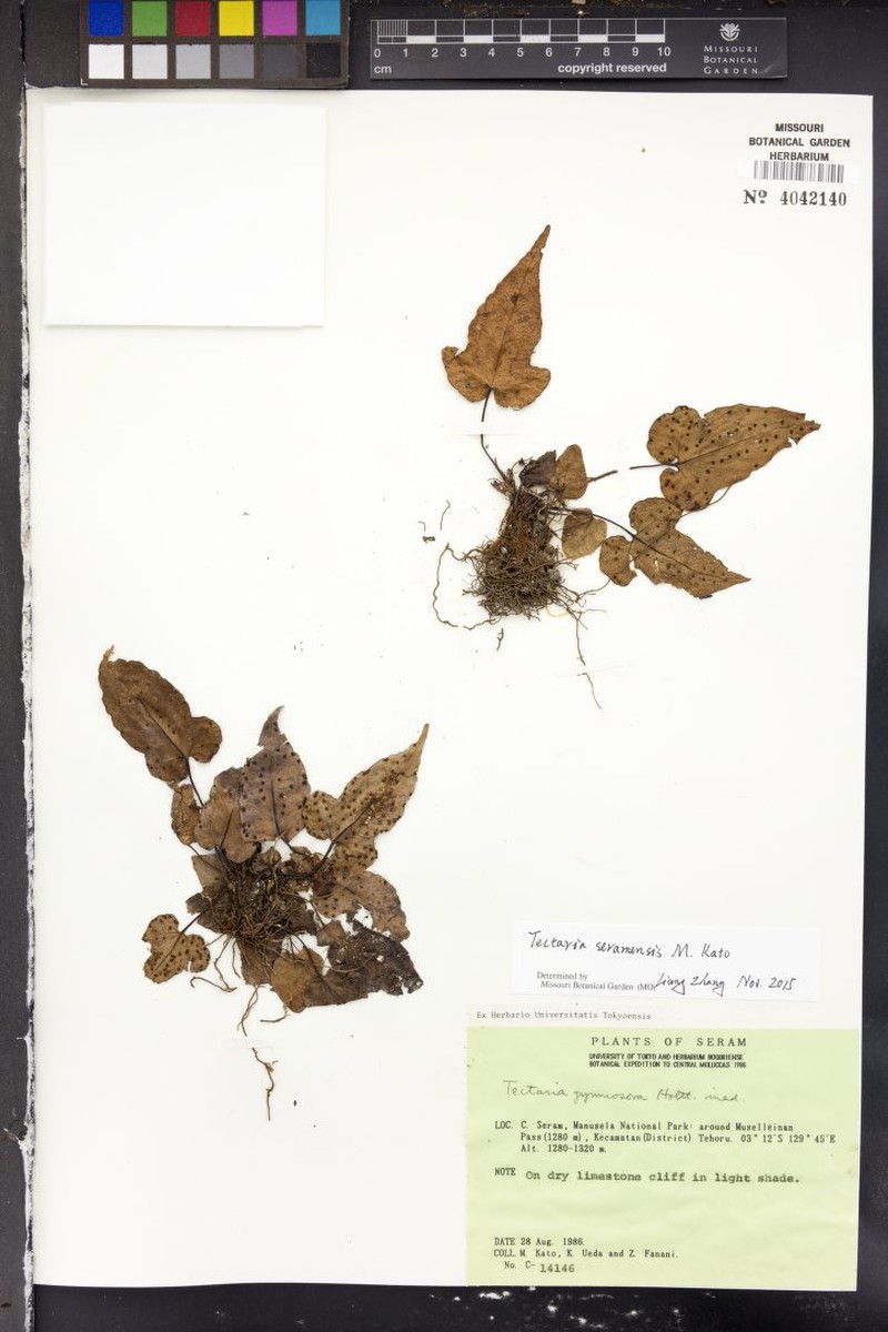 Tectaria seramensis