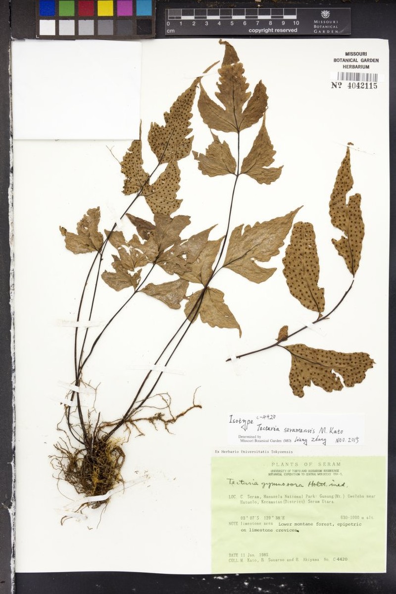 Tectaria seramensis photo 2