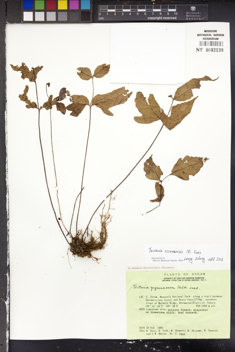 Tectaria seramensis photo 3