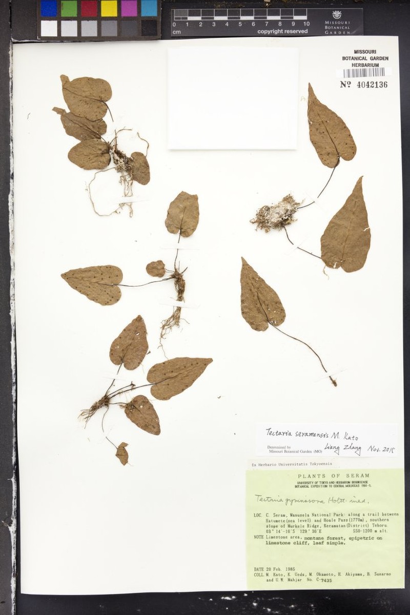Tectaria seramensis photo 4