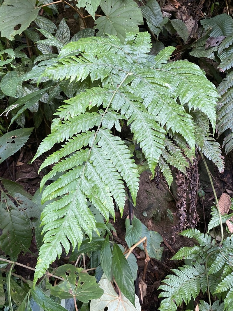 Tectaria setulosa