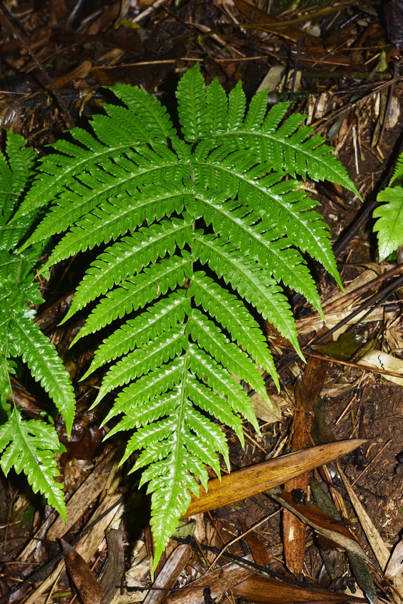 Tectaria setulosa photo 2
