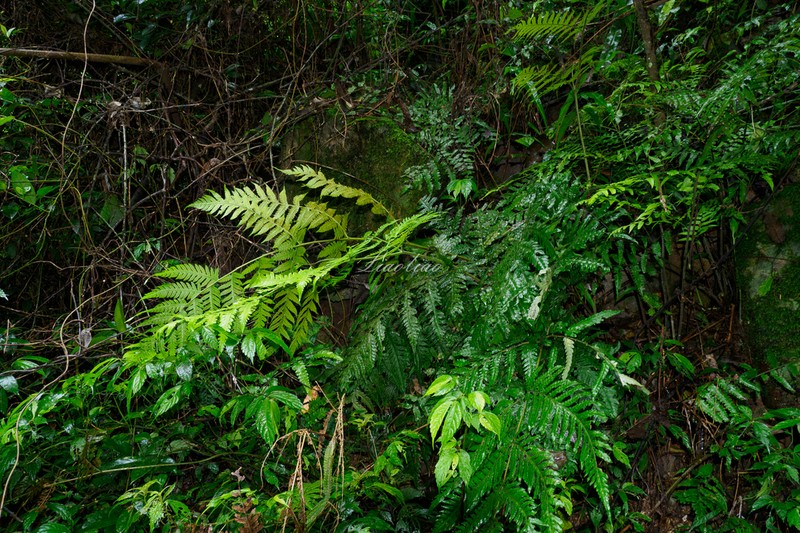 Tectaria setulosa photo 3