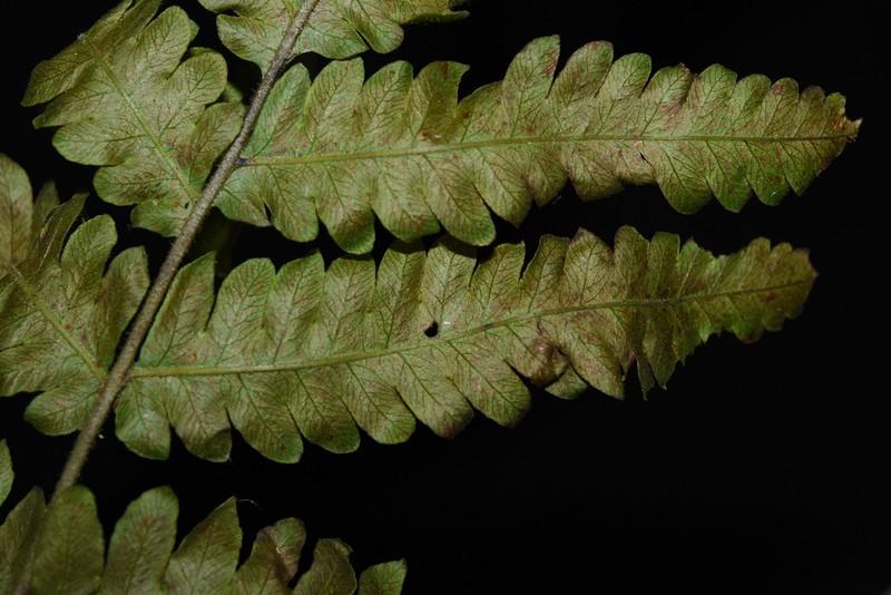 Tectaria setulosa photo 4