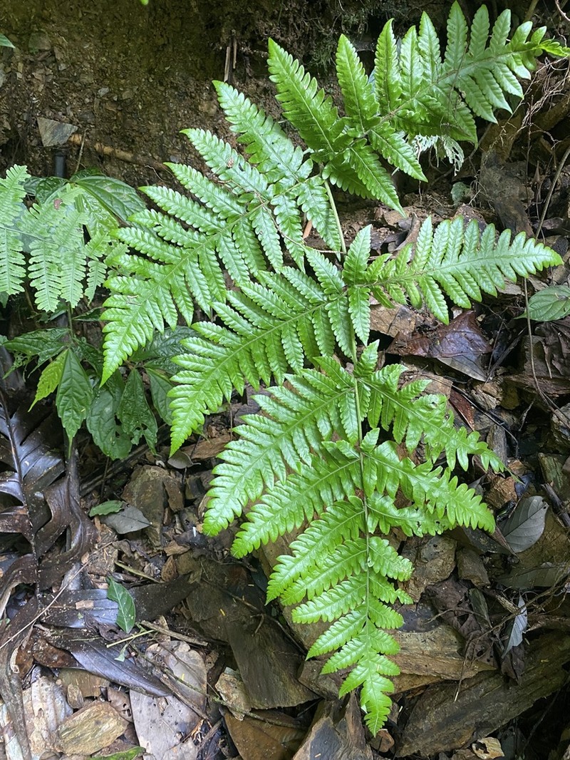Tectaria setulosa photo 5
