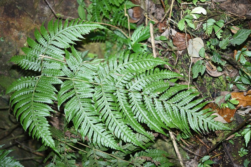 Tectaria setulosa photo 6