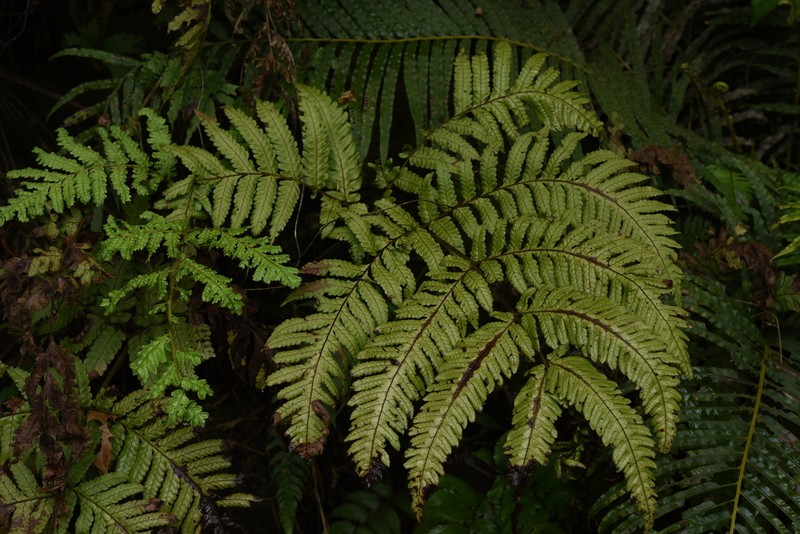 Tectaria setulosa photo 8