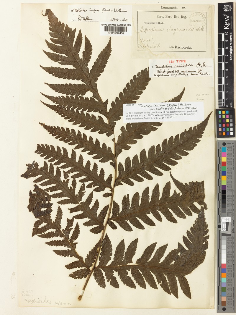 Tectaria setulosa var. raciborskii