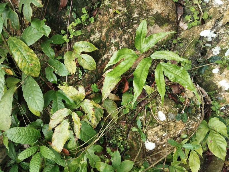 Tectaria siifolia