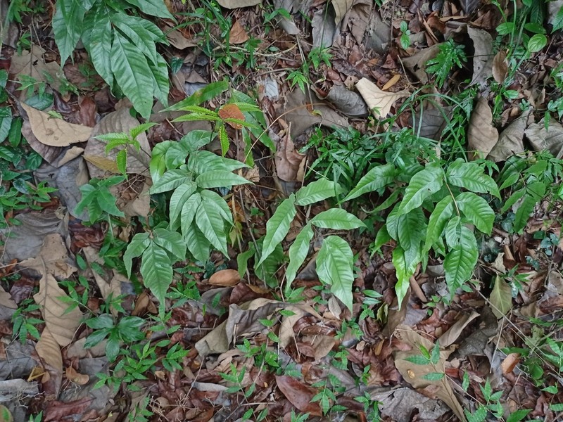Tectaria siifolia photo 2