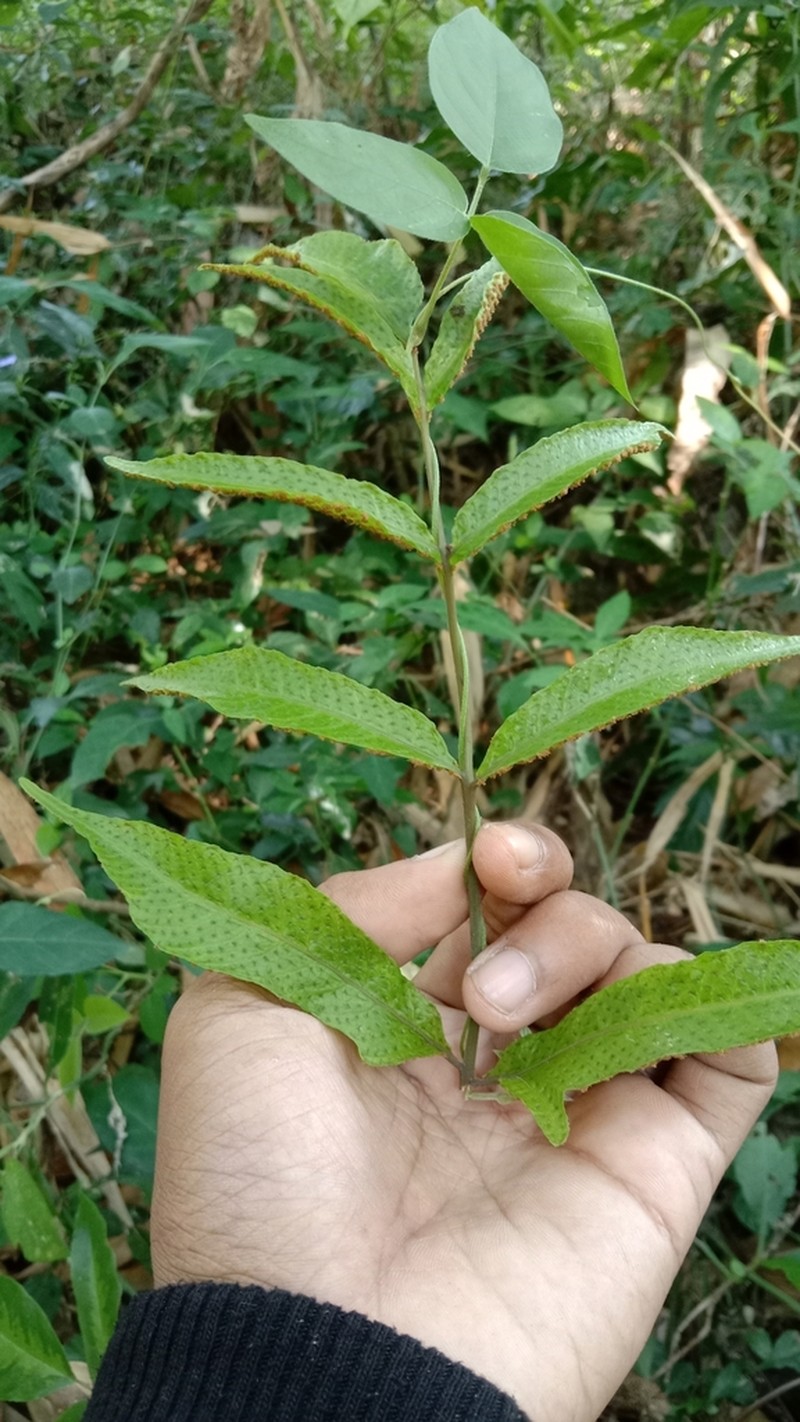 Tectaria siifolia photo 3