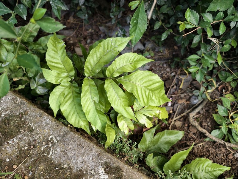 Tectaria siifolia photo 4