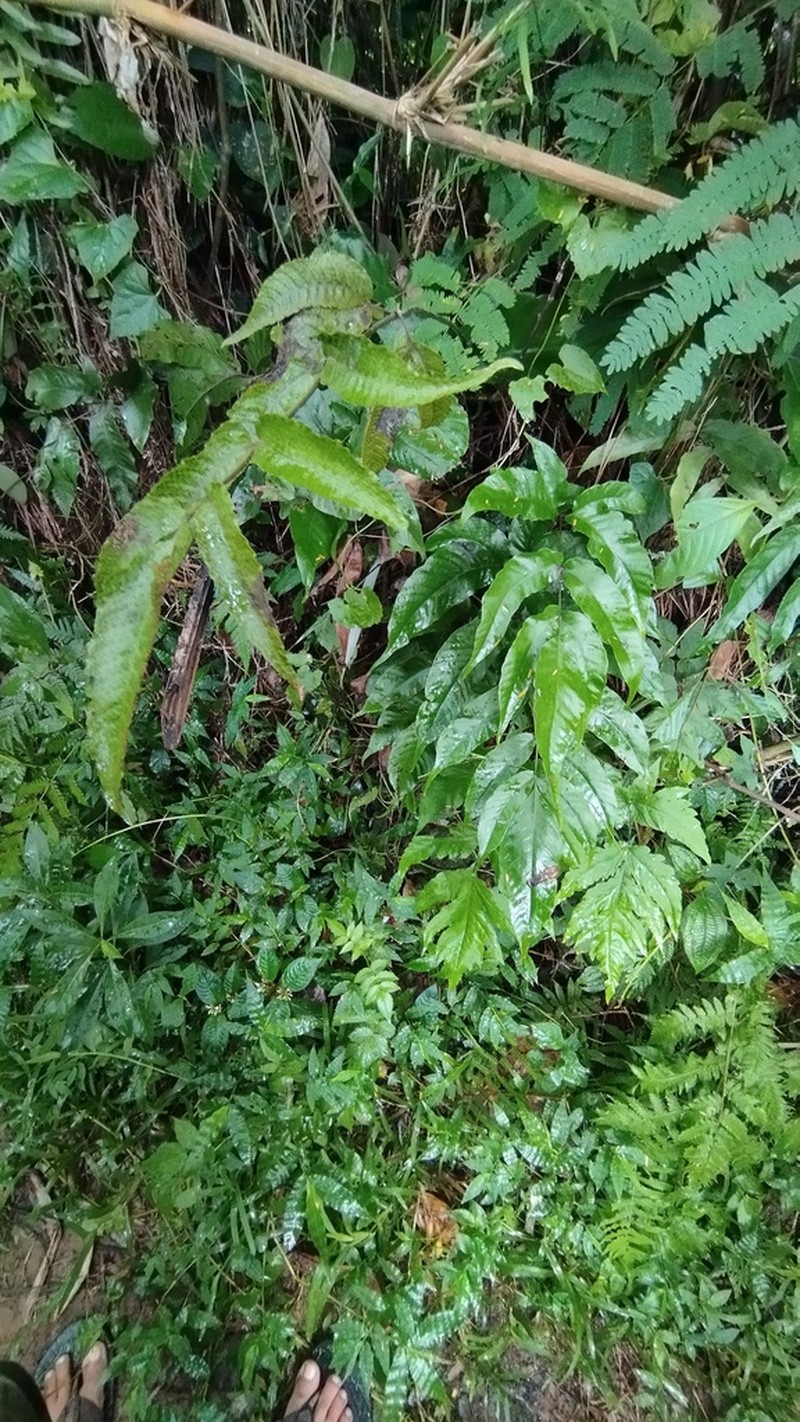 Tectaria siifolia photo 5