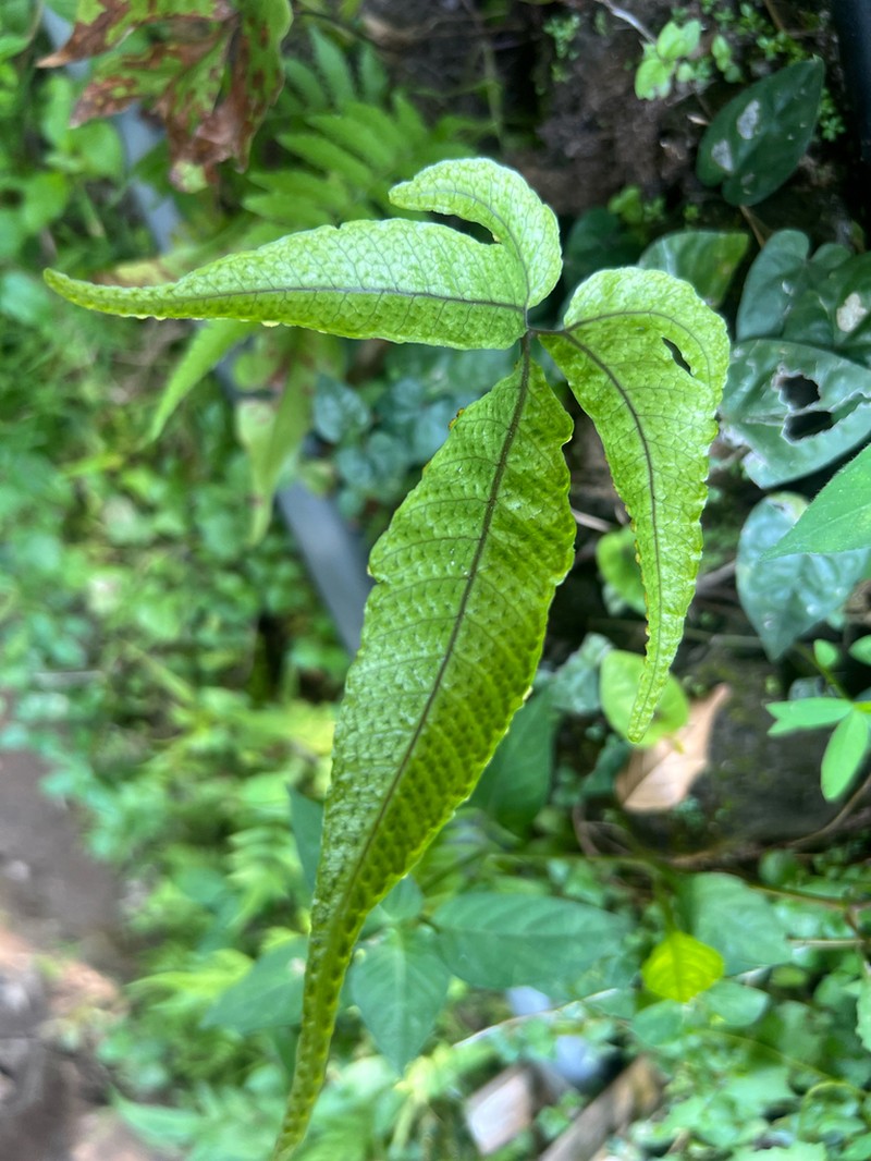 Tectaria siifolia photo 6