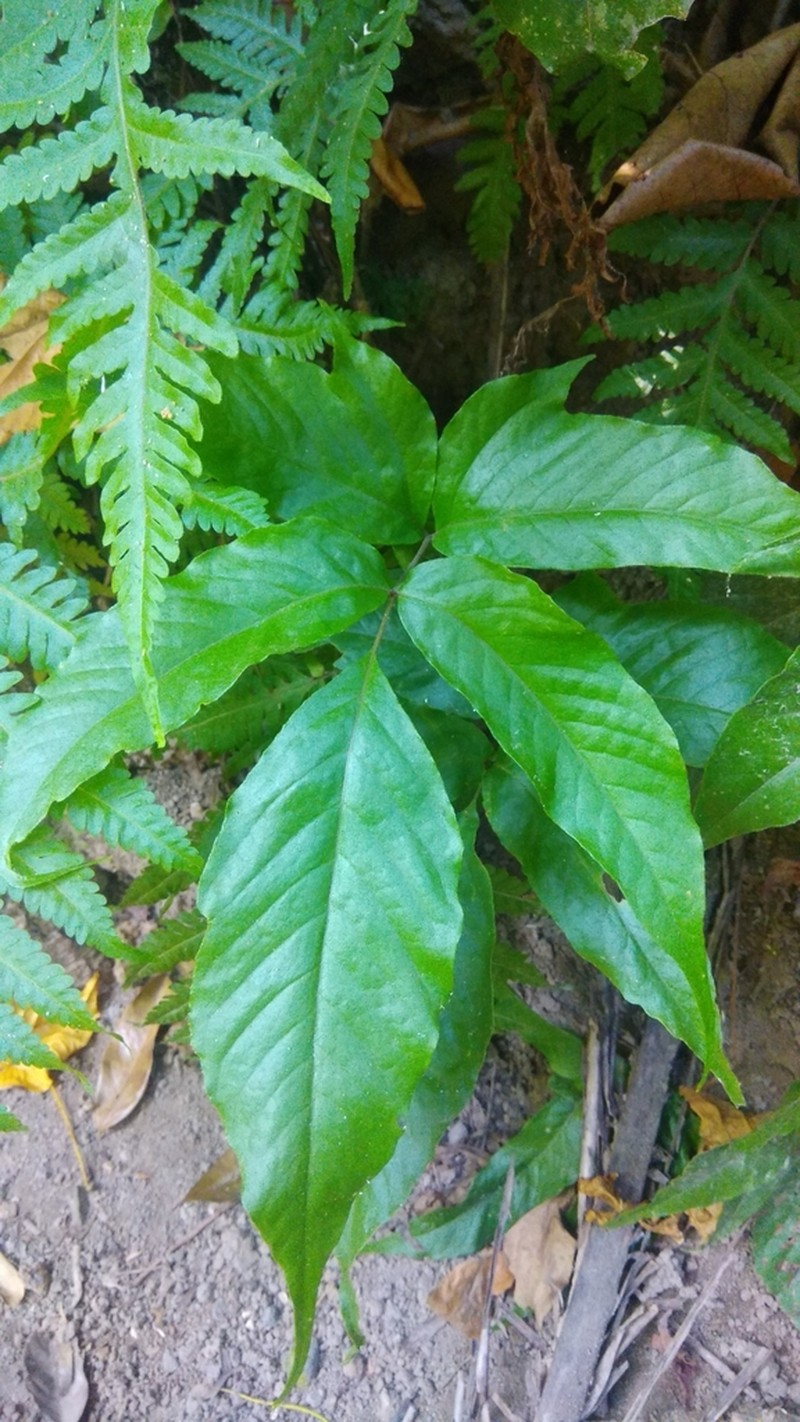Tectaria siifolia photo 7