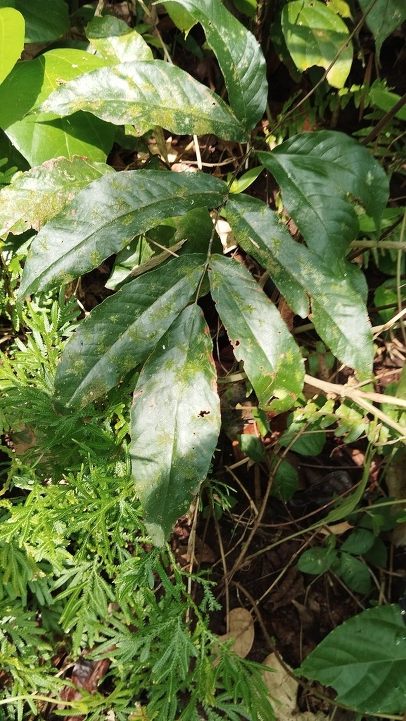 Tectaria siifolia photo 8
