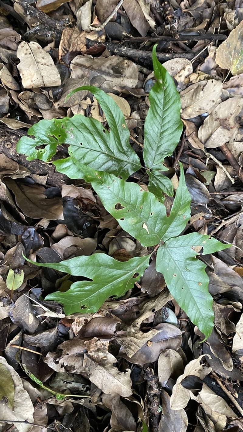 Tectaria simonsii