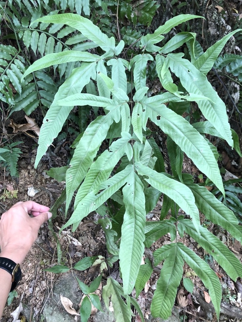 Tectaria simonsii photo 2