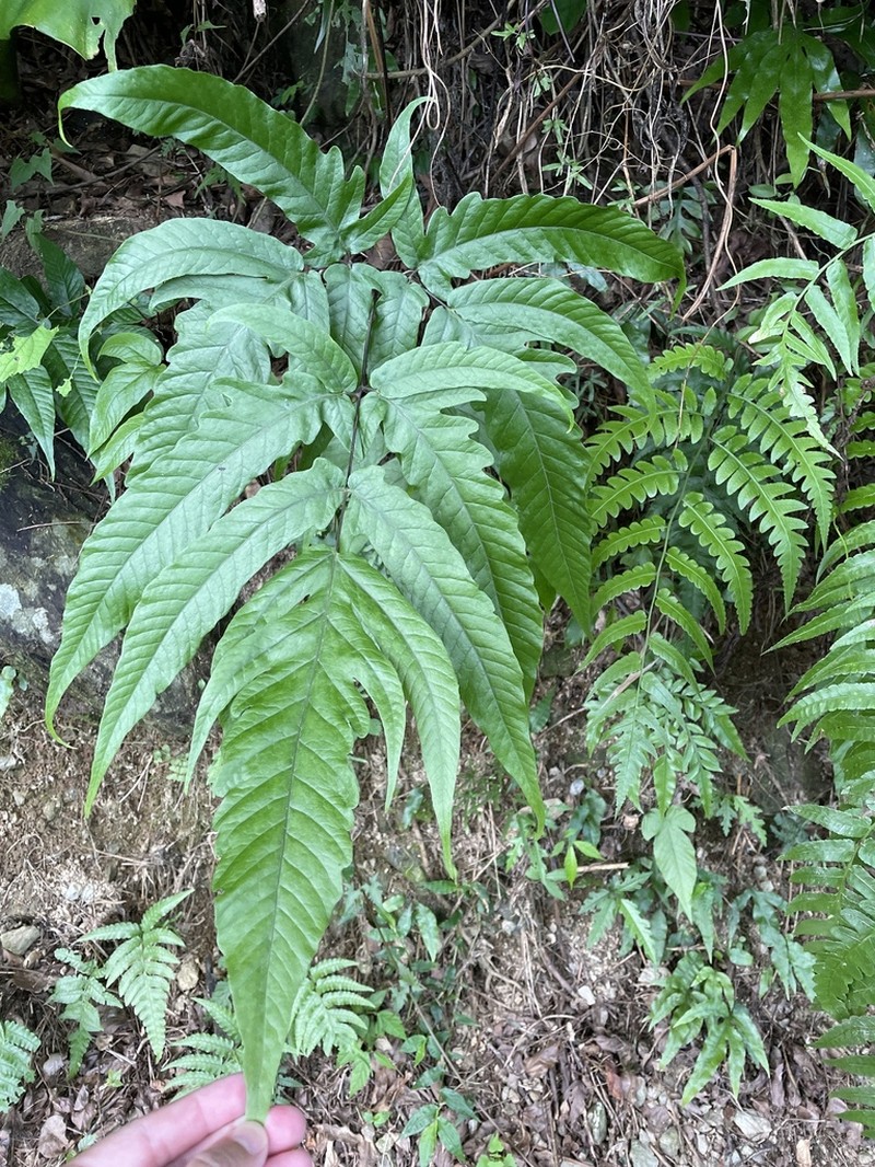Tectaria simonsii photo 3
