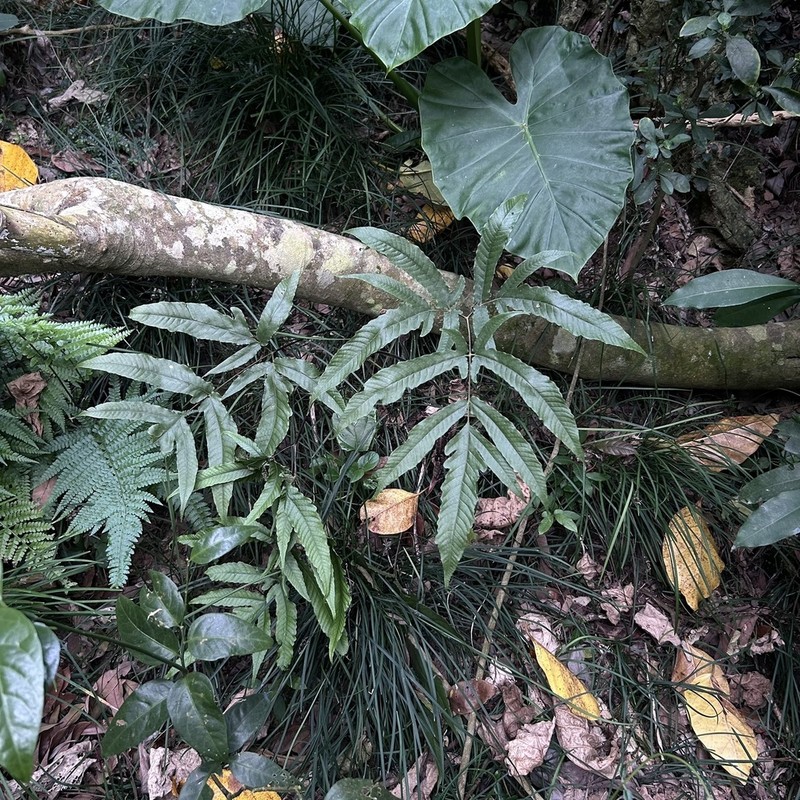 Tectaria simonsii photo 4