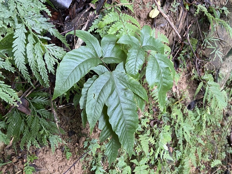 Tectaria simonsii photo 5