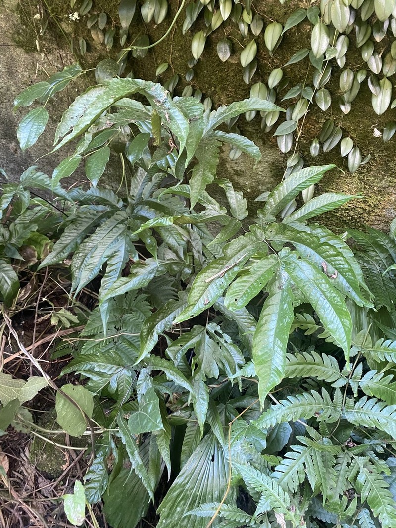 Tectaria simonsii photo 6