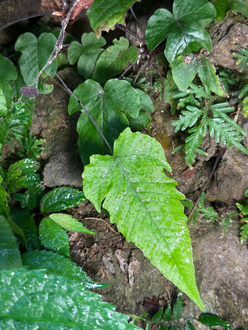 Tectaria simonsii photo 7