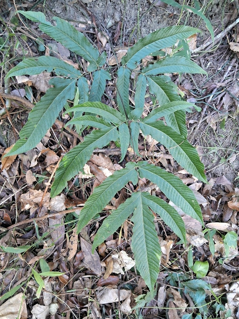 Tectaria simonsii photo 8