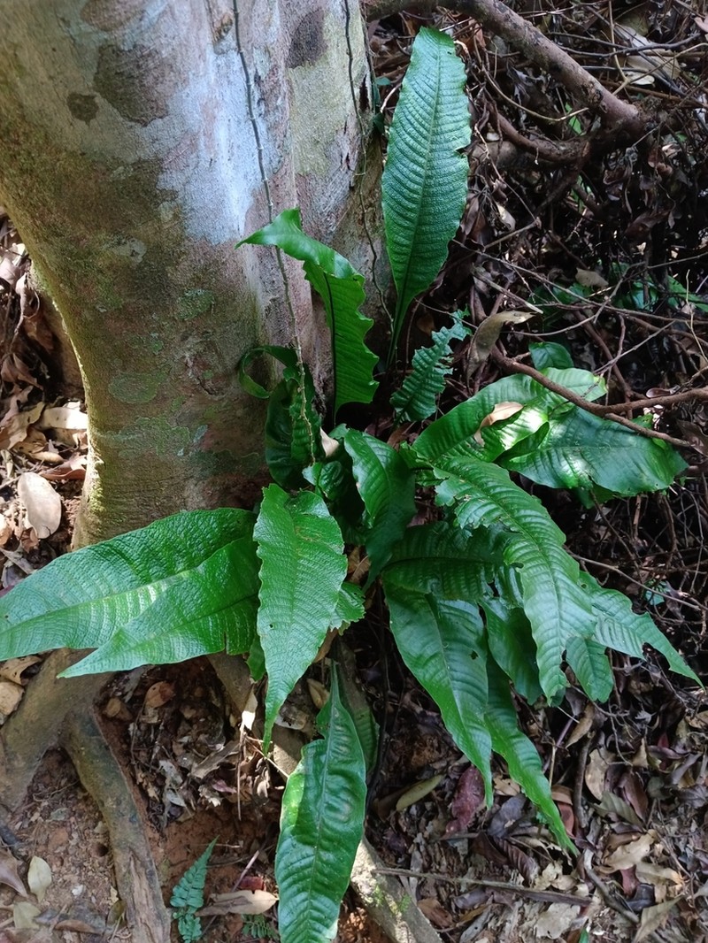 Tectaria singaporiana