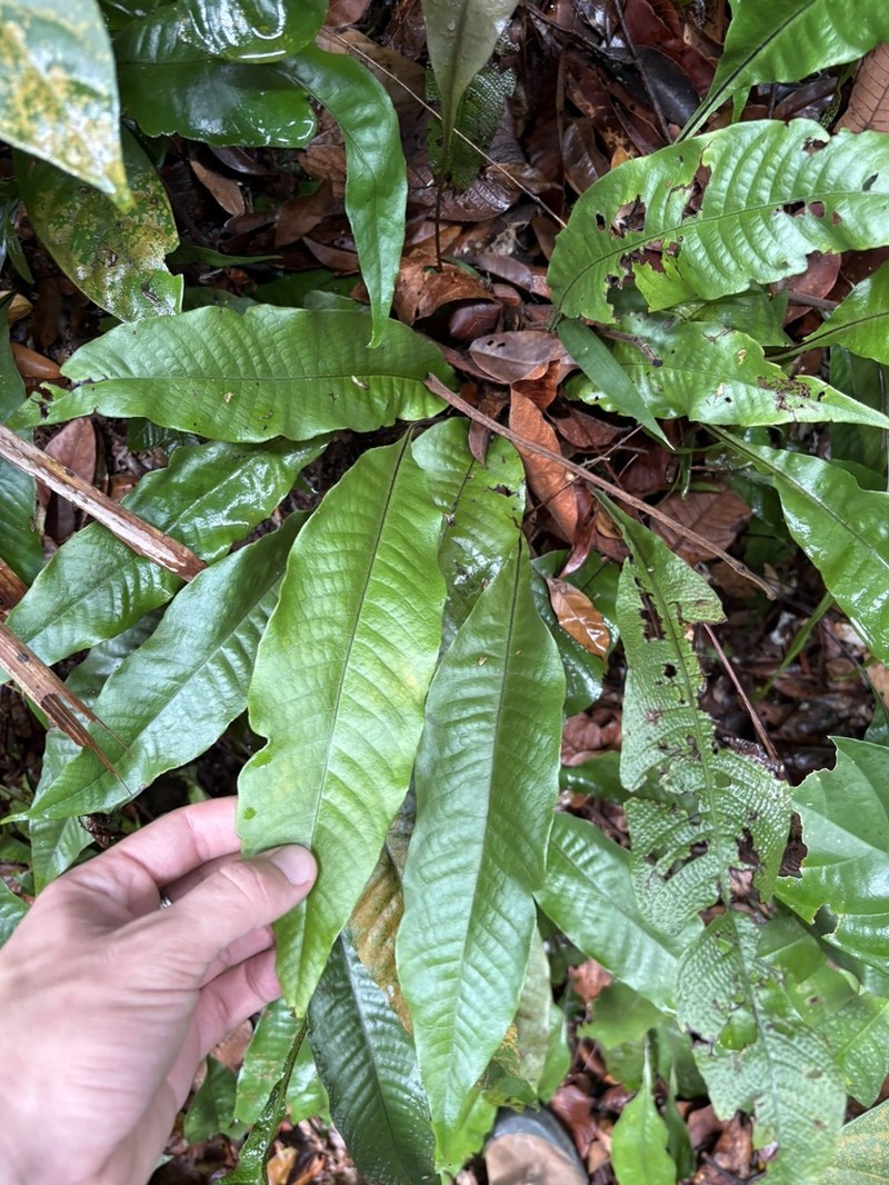 Tectaria singaporiana photo 2