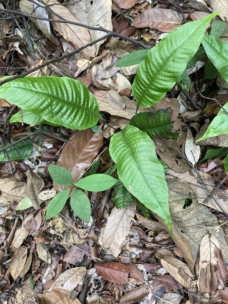 Tectaria singaporiana photo 3