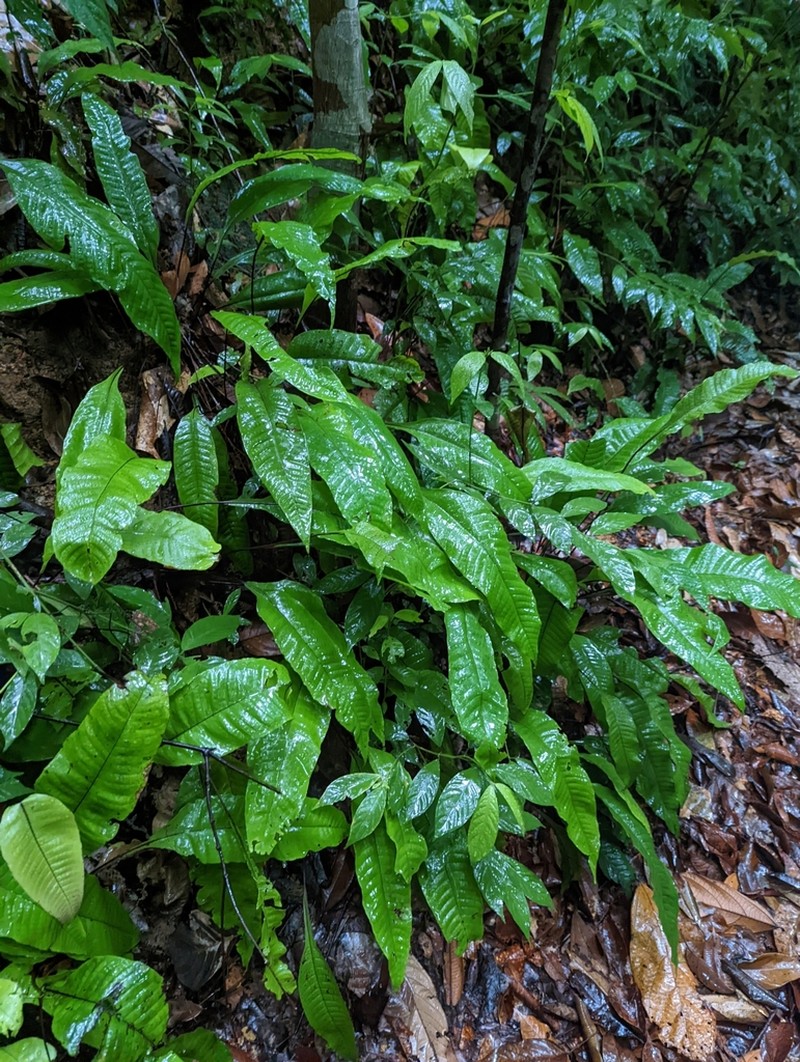 Tectaria singaporiana photo 4