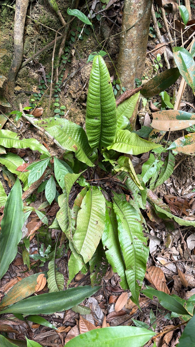 Tectaria singaporiana photo 6
