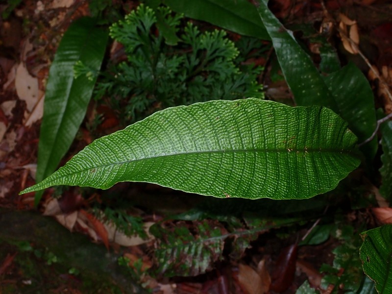 Tectaria singaporiana photo 7